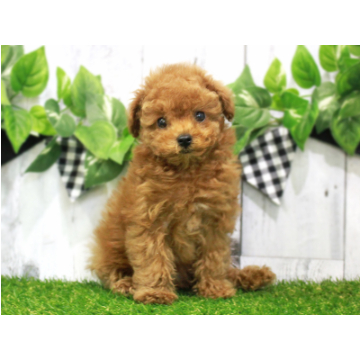 animal_image
