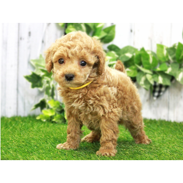 animal_image