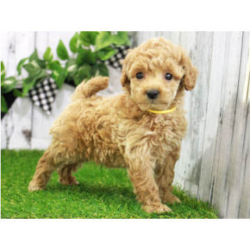animal_image