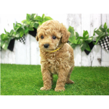 animal_image
