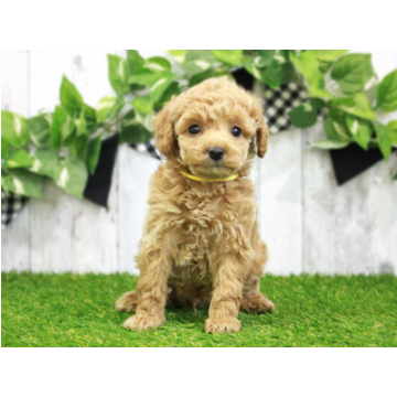 animal_image