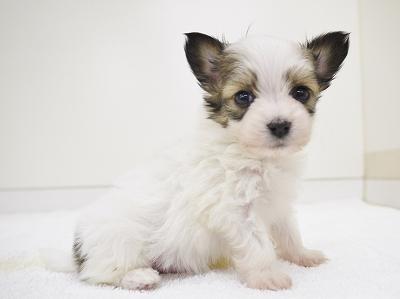 animal_image