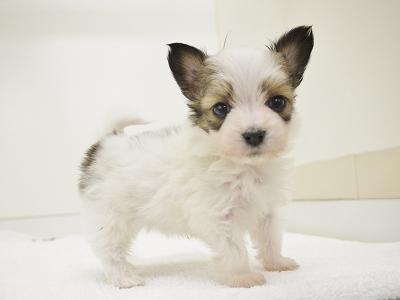 animal_image