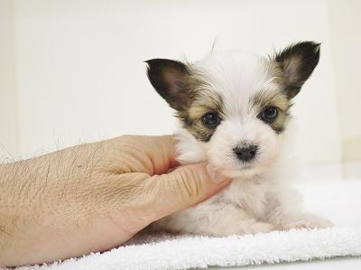 animal_image