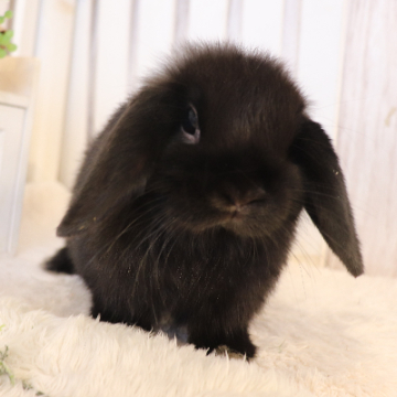 animal_image