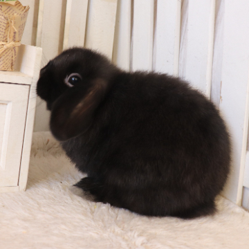 animal_image