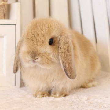 animal_image