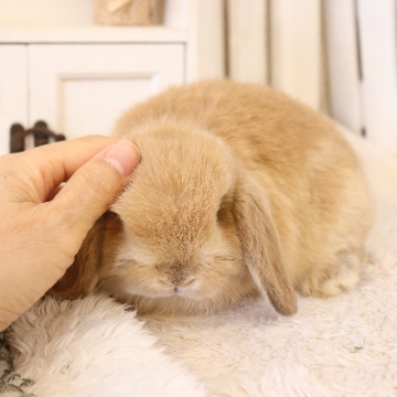 animal_image