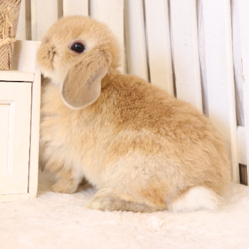 animal_image