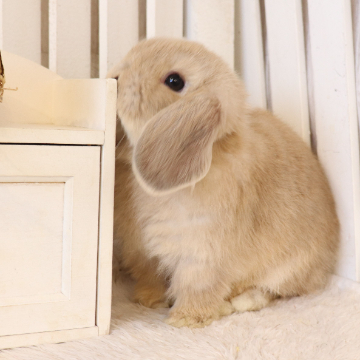 animal_image
