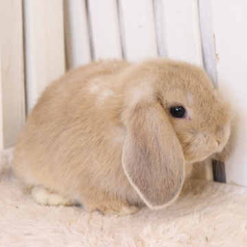 animal_image