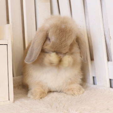 animal_image