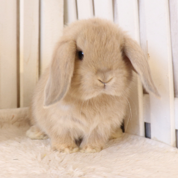 animal_image