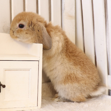 animal_image
