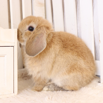 animal_image