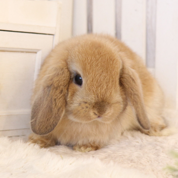 animal_image