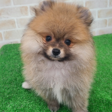 animal_image