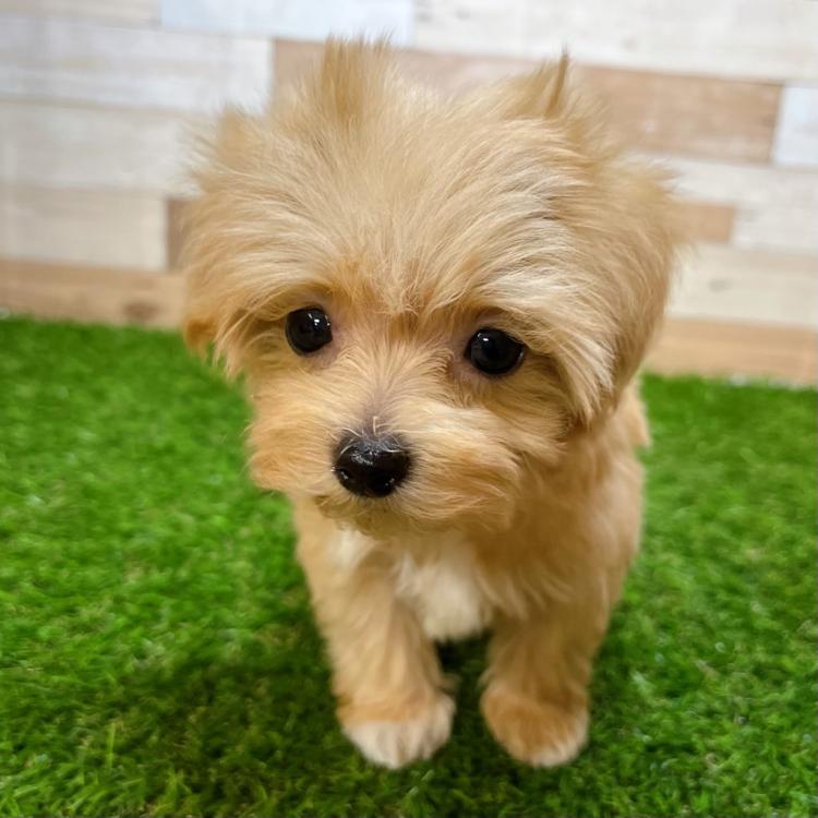 animal_image