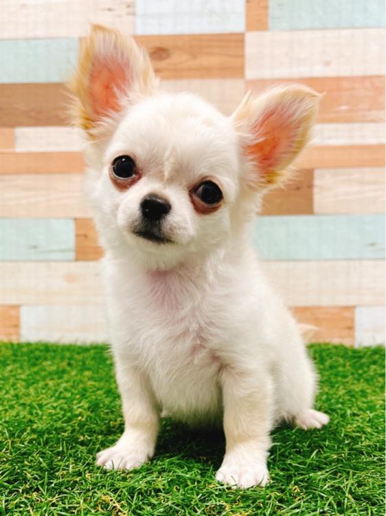animal_image