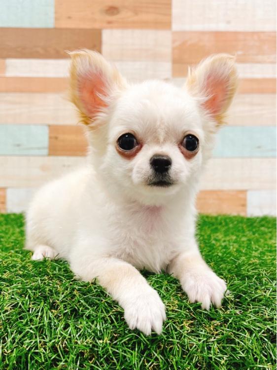 animal_image