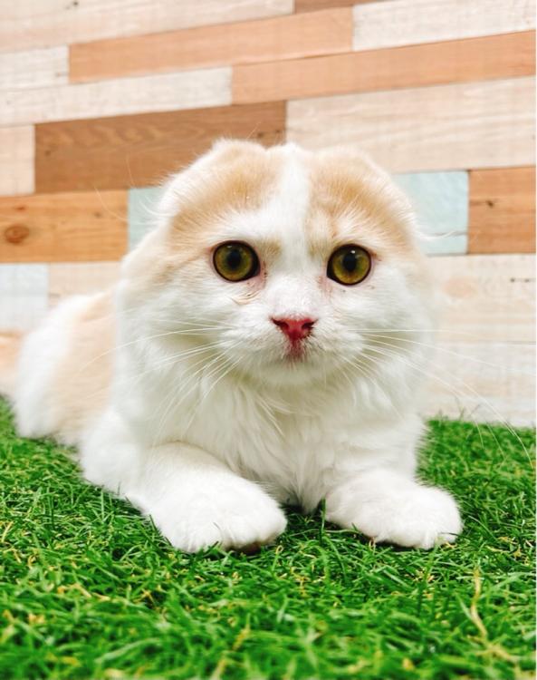 animal_image