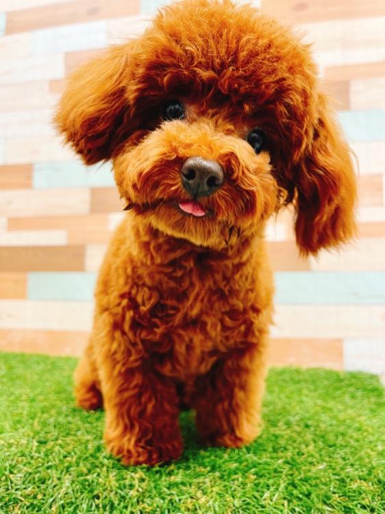 animal_image