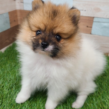 animal_image