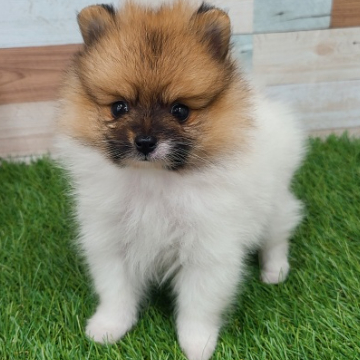 animal_image