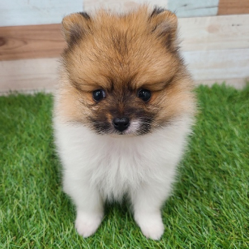 animal_image