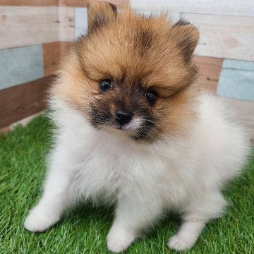 animal_image