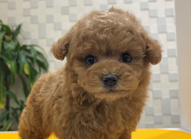 animal_image