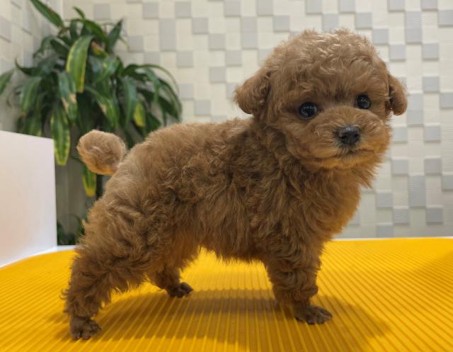 animal_image