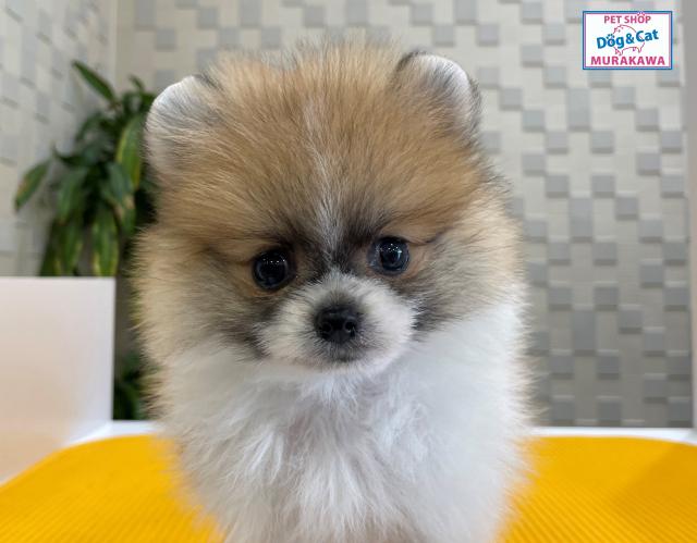 animal_image