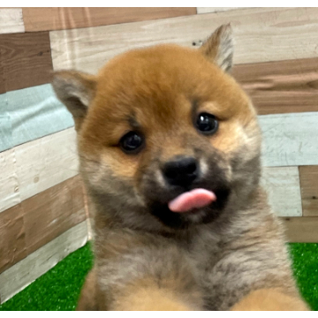 animal_image