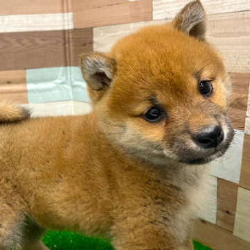 animal_image