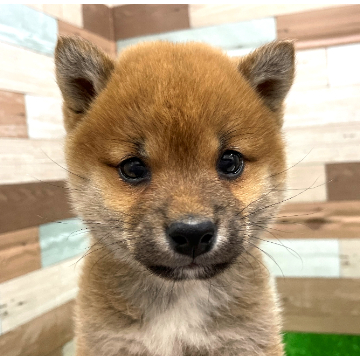 animal_image