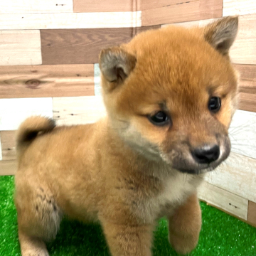 animal_image