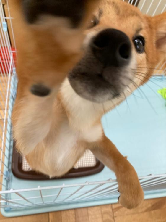 animal_image