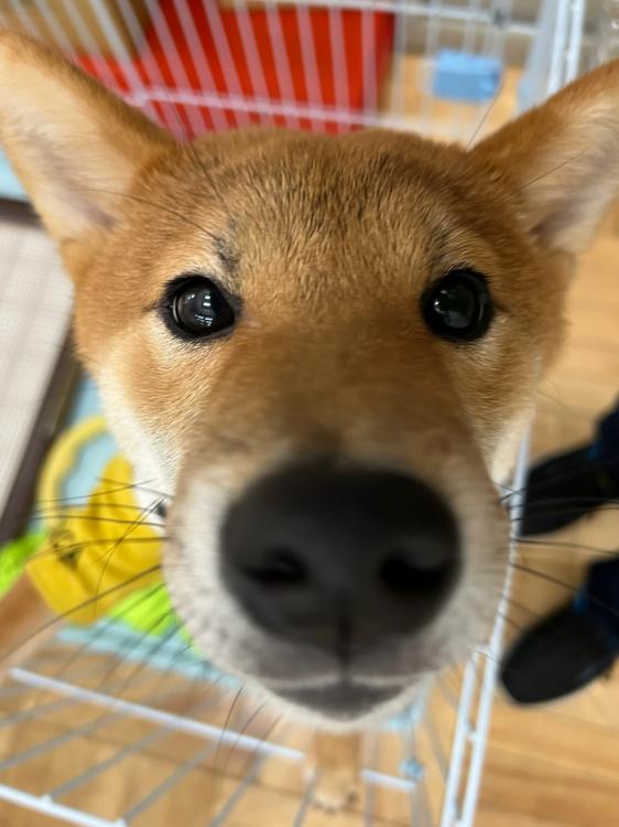 animal_image
