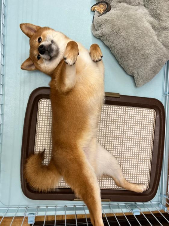 animal_image