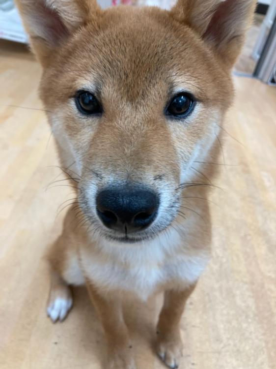 animal_image