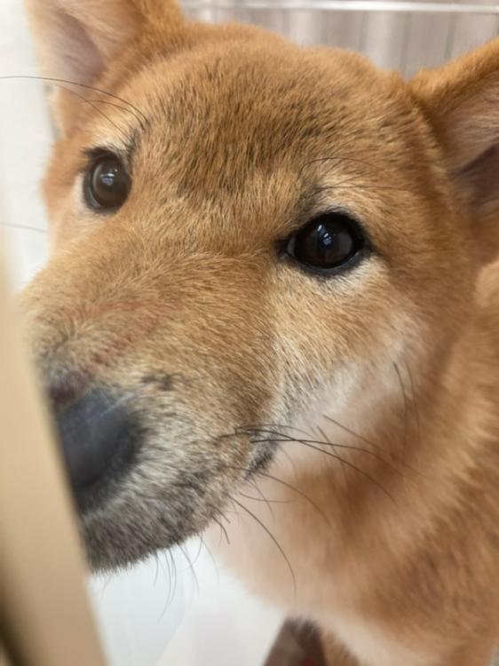 animal_image