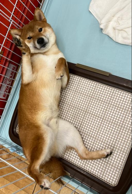 animal_image