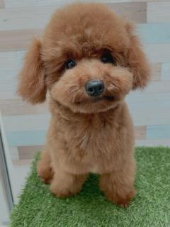 animal_image