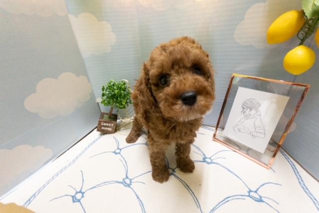 animal_image