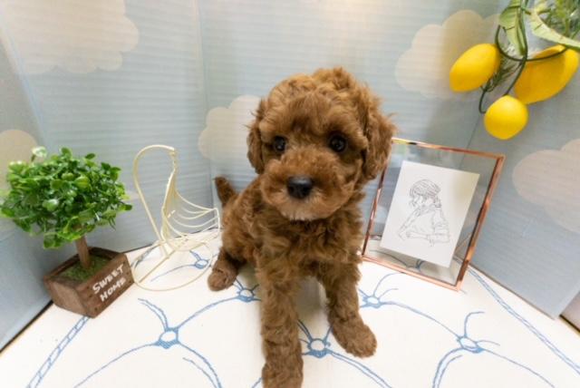 animal_image