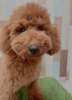 animal_image