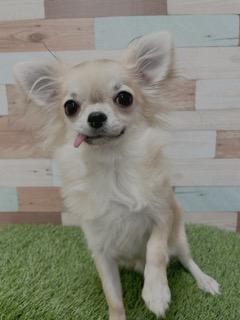 animal_image