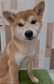 animal_image