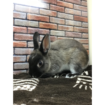 animal_image